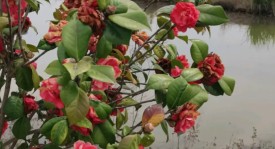 中国足球留洋政策与转会市场风险探讨